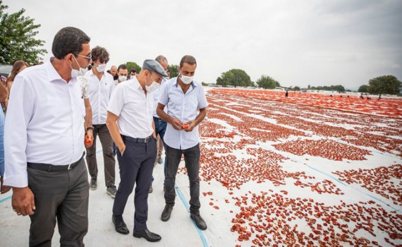 Başkan Soyer Kınık'ta domates hasadına katıldı: Üreticiye müjdeyi verdi