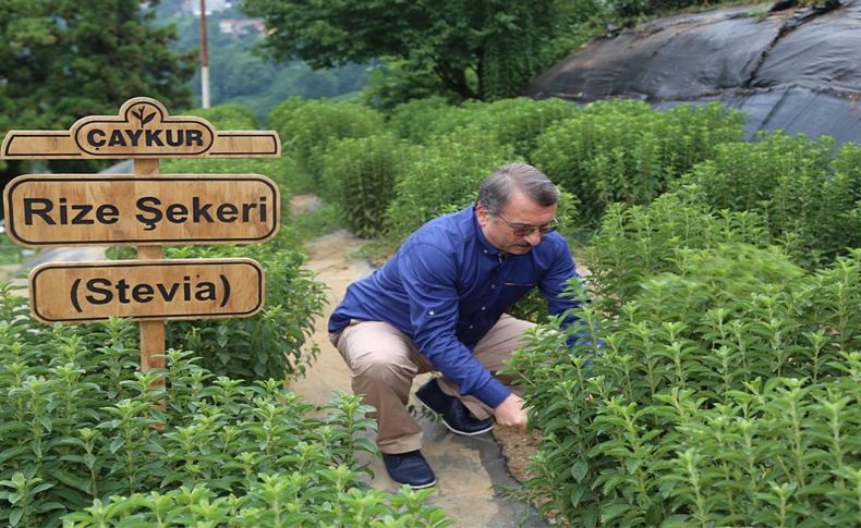 ÇAYKUR’un 16 milyonluk 'stevia' macerası!