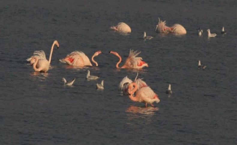 İnciraltı'nda flamingo cenneti