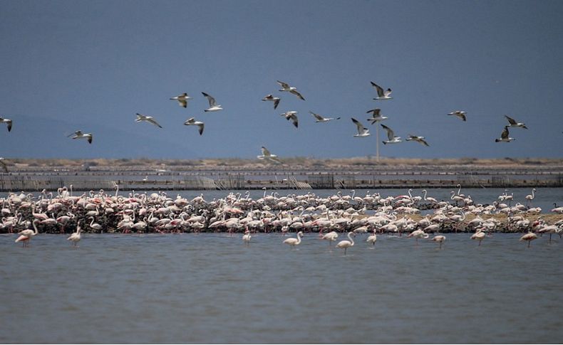 Kreşteki flamingolar uçuşa hazırlanıyor