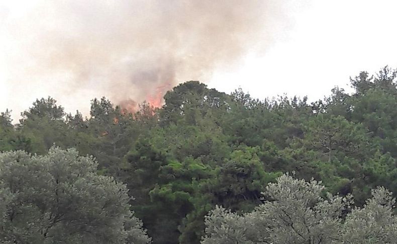 Milas'ta da orman yangını çıktı