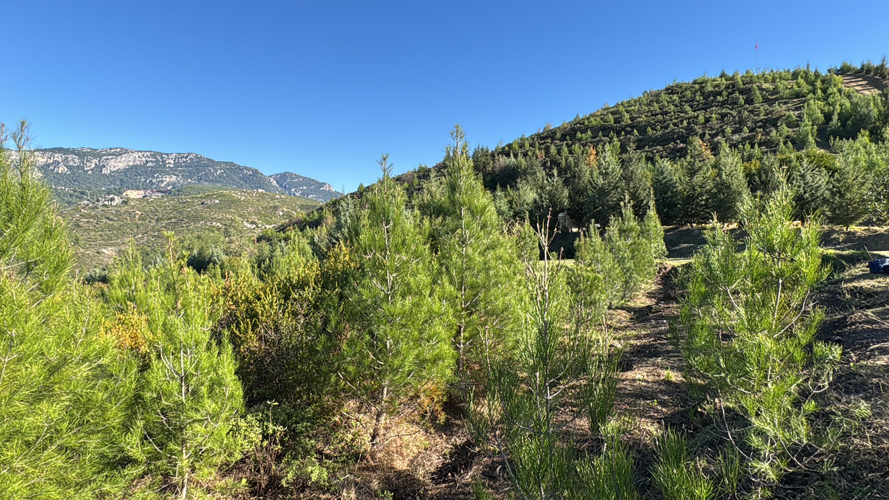Dalaman'da yanan alanlar tekrar yeşerdi