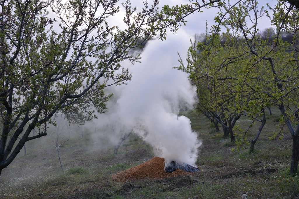 Manisa’da üreticilerden ‘zirai don' nöbeti; badem ağaçlarına dumanlı koruma