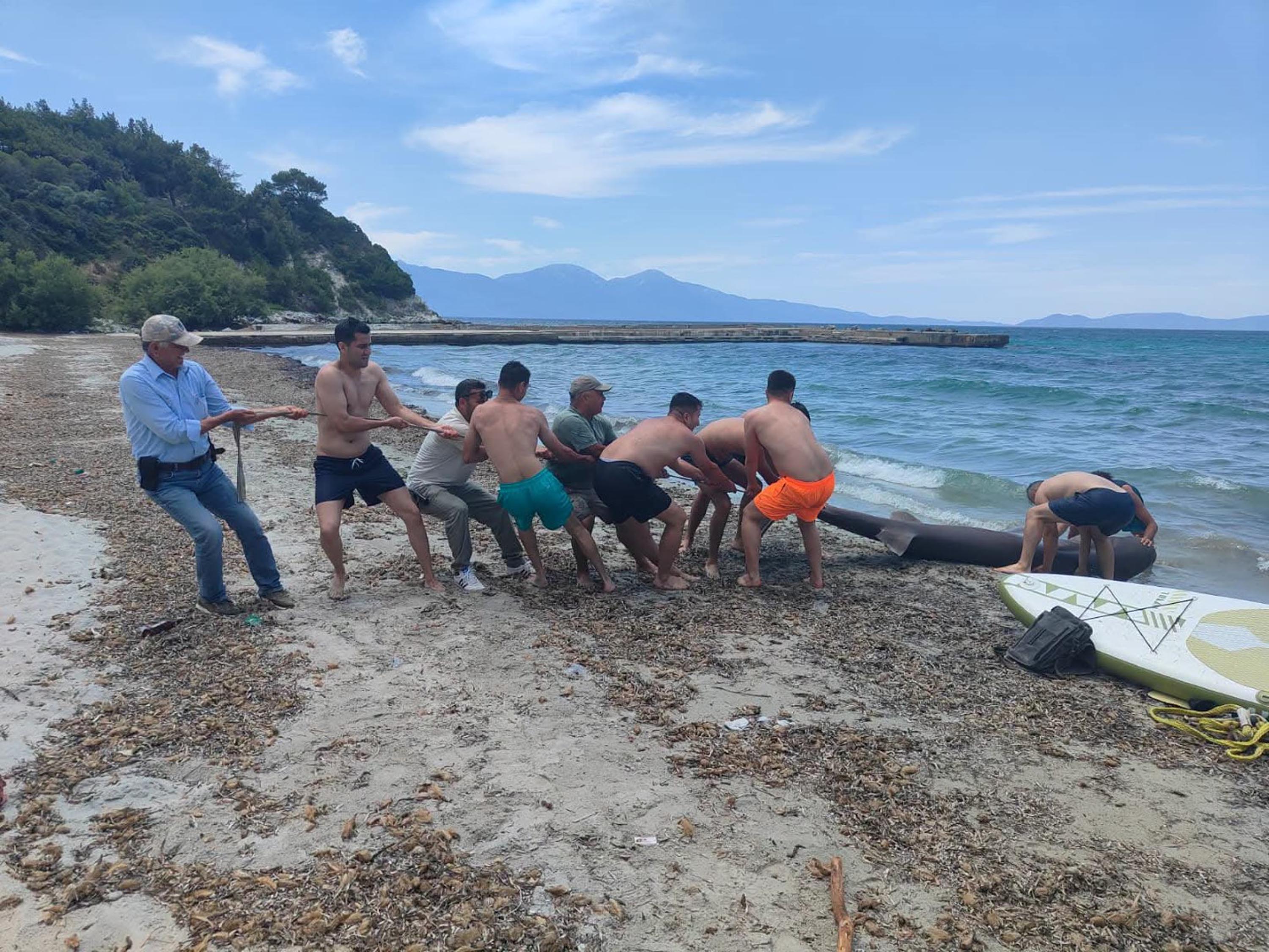 Kuşadası'nda sahile ölü köpek balığı vurdu