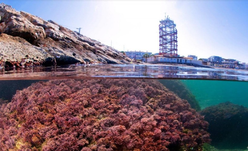 İZSU'dan Körfez'deki kırmızı renk açıklaması: Zararsız ve mevsimsel plankton patlaması