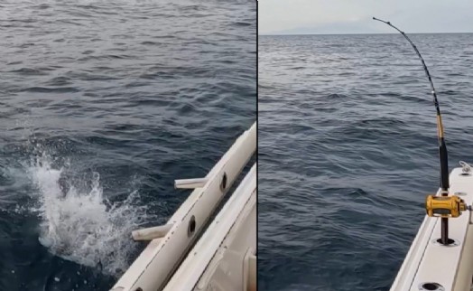 İzmir'de oltaya takılan orkinos 100 bin liralık oltayı götürdü