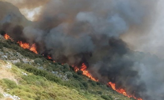 Muğla'da orman yangını!