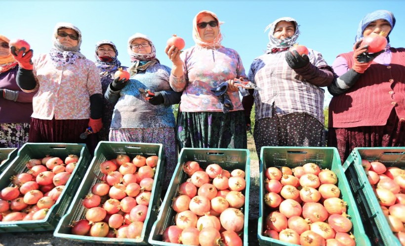 Zeytinköy'ün ilk 'nar şenliği' bu pazar yapılacak