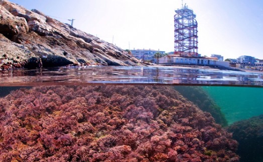 İZSU 'Körfez'deki kırmızı suyun' nedenini açıkladı: Doğal bir süreç!