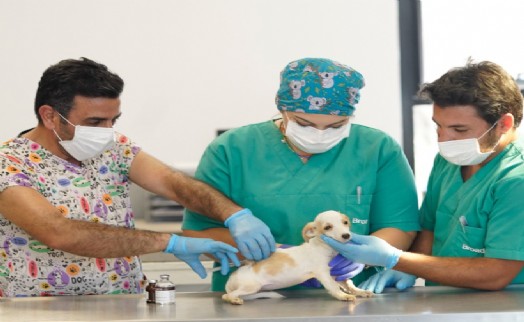İlk kamu hayvan hastanesi İzmir'de açılıyor