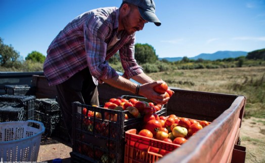 Karşıyaka'nın Yamanlar domatesi İzmir'in 17 ilçesine yayılıyor