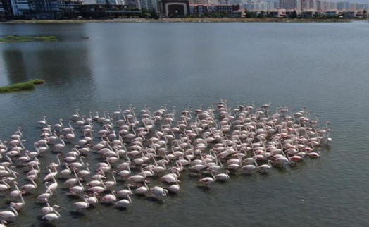 İzmir, dünya flamingo nüfusunun yüzde 10'una ev sahipliği yapıyor