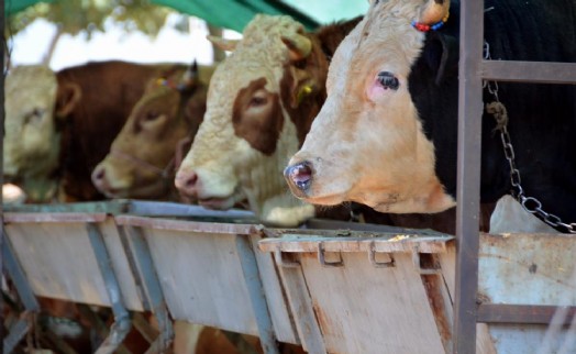 Aliağa'da kurbanlık kesim fiyatları açıklandı
