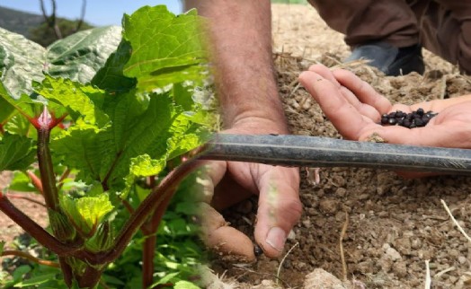 Bornova Belediyesi'nden tohumdan tezgaha tarımsal destek