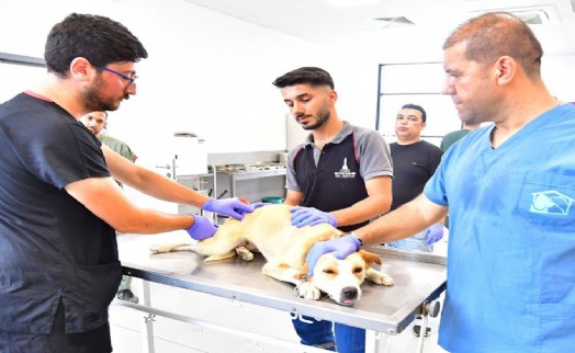 İzmir'de bir yılda 25 bin kedi ve köpek kısırlaştırıldı