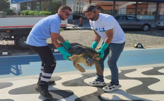 Körfez'de yaralı Caretta Caretta  bulundu