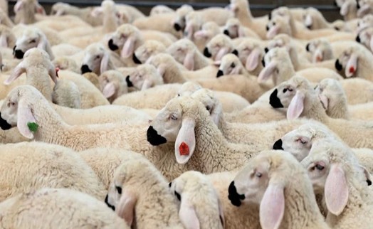 Kurbana dolandırıcılar dadandı