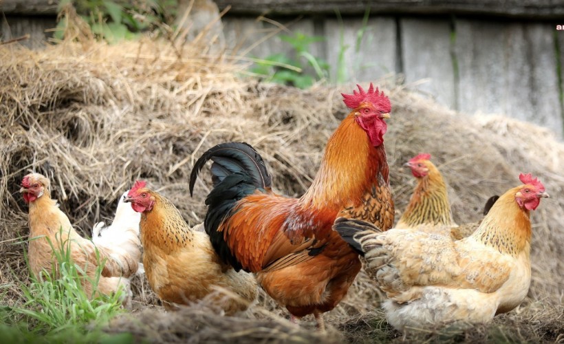 TÜİK: Yumurta ve tavuk eti üretimi düştü