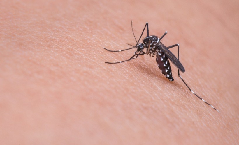 Asya Kaplan Sivrisineği ile mücadelede bireysel önlem şart
