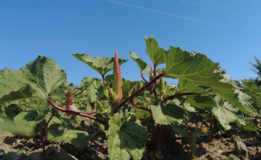 Bornova Kınalı Bamyası'nın hasadı başladı