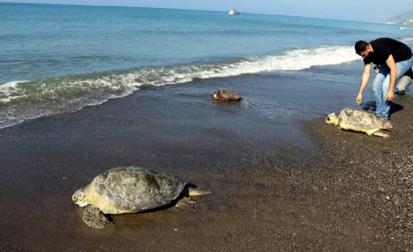 Deniz kaplumbağasına yiyecek vermenin cezası 244 bin lira!