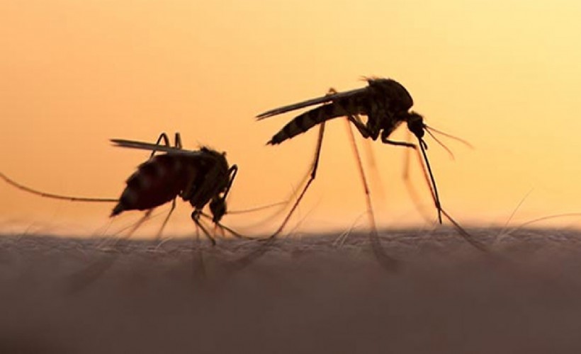 Deprem bölgesinde enfeksiyon riski: Sivrisinekle mücadeleye dikkat!