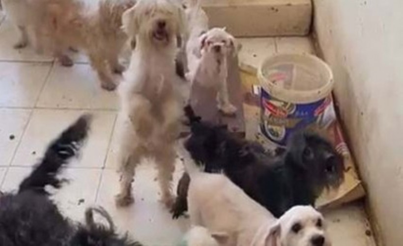 İzmir’de sağlıksız ortamda bakılan 52 köpeğe el konuldu