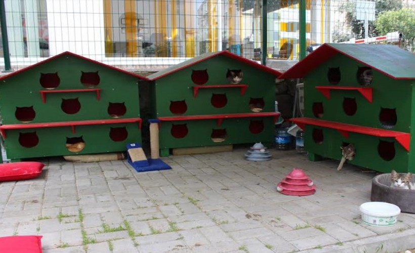 Zübeyde Hanım Parkı’nın kedileri yeni evlerine kavuştu