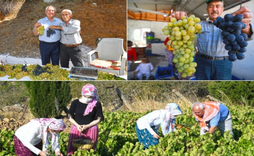 'Bu yılki üzümü Karabağlar Belediyesi'ne borçluyuz'