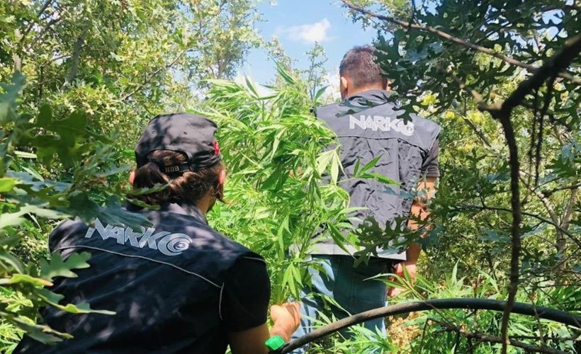 'Uyuşturucu ormanı'na polis baskını