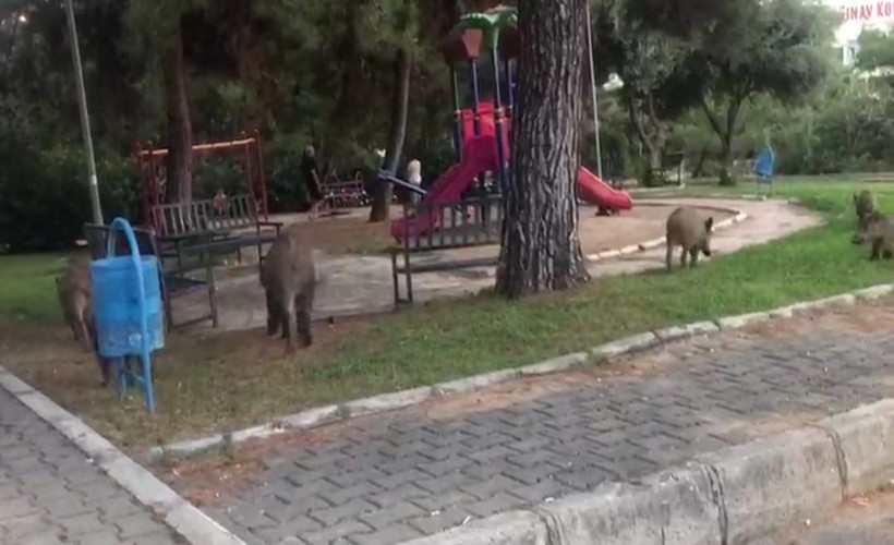 Çocuklar parkta oynadı, domuz sürüsü yiyecek aradı