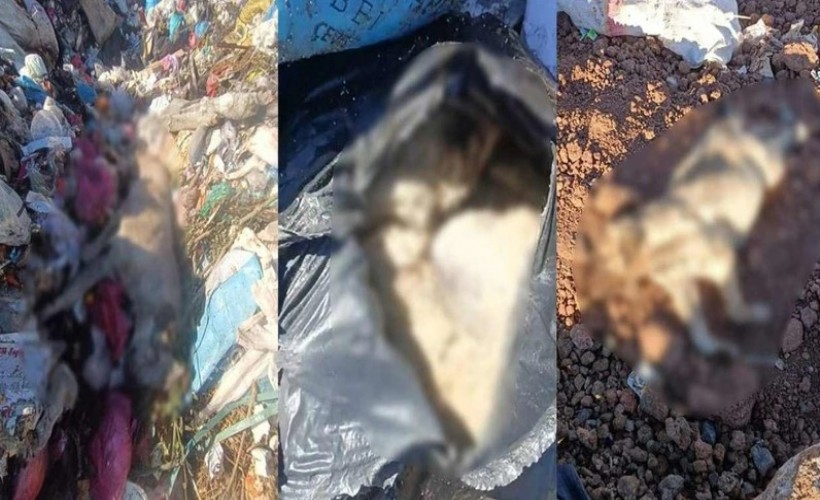 Diyarbakır'da çöp depolama alanında onlarca ölü köpek bulundu