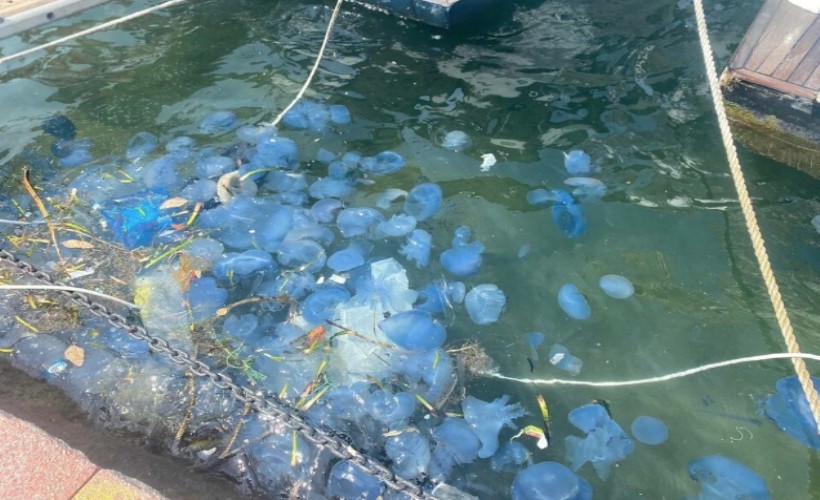Foça’da denizanası yoğunluğu sürüyor: Plajlar boş kaldı