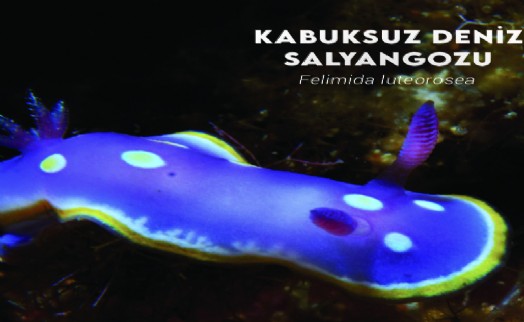 İzmir Körfezi'nde biyolojik çeşitlilik izleme çalışmaları başlıyor