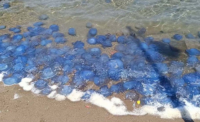 Tatilciler tedirgin oldu: Turistik ilçede denizanası istilası