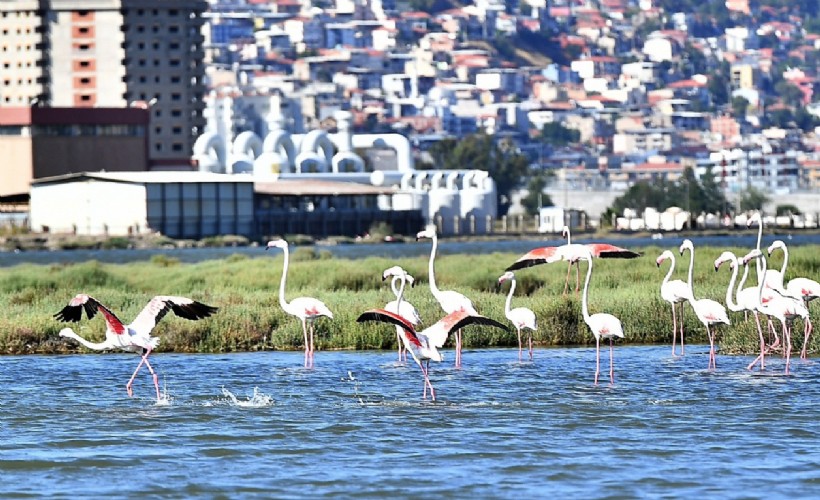 Doğaseverler Flamingo Festivali’nde buluşacak