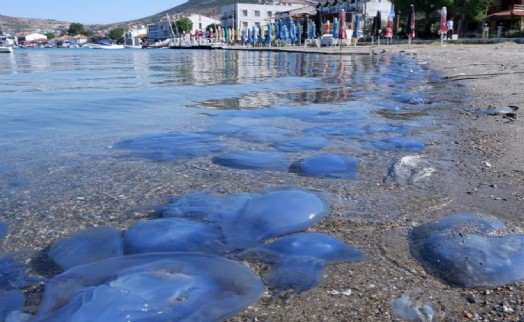 Foça'da denizanası istilası sürüyor