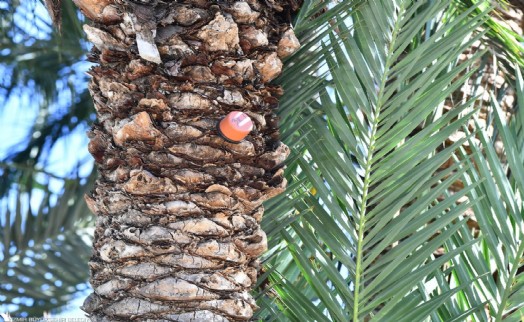 İzmir'in palmiyeleri için alarm sistemi