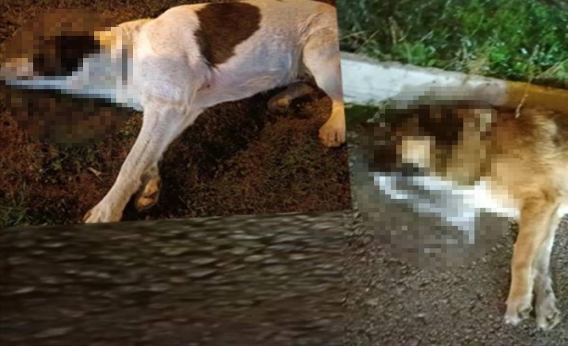 İzmir'de vahşet! 13 köpeği zehirlediler