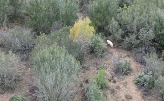Türkiye'de ilk kez görüldü, Bakan paylaştı