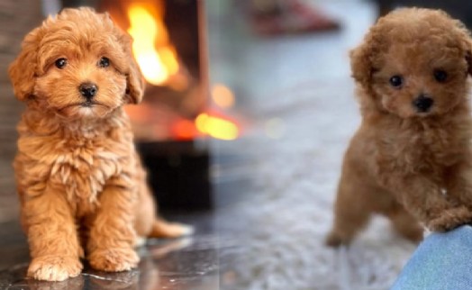 Fıkra gibi olay! Yaşlı köpeği boyayıp satmışlar