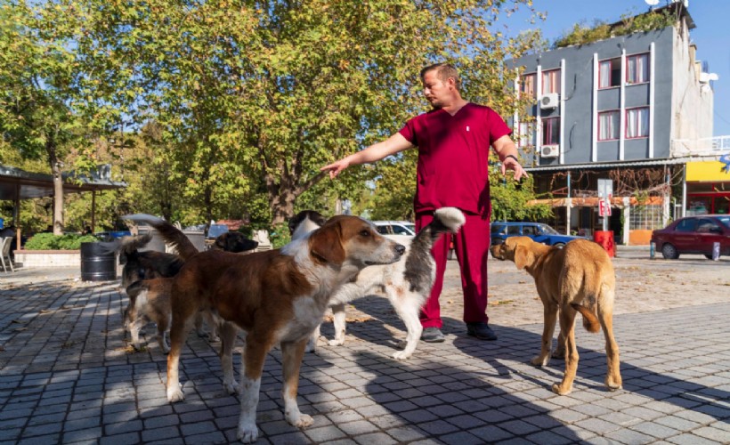 İzmir’de sahipsiz köpeklerin sayımı başladı