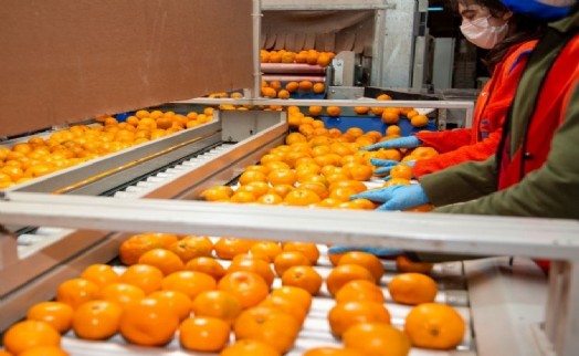 Satsuma mandalinanın ihracat yolculuğu 18 Ekim'de başlıyor