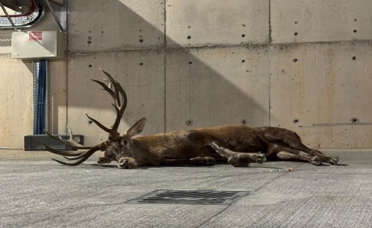 Yaralı geyik fabrikaya sığındı