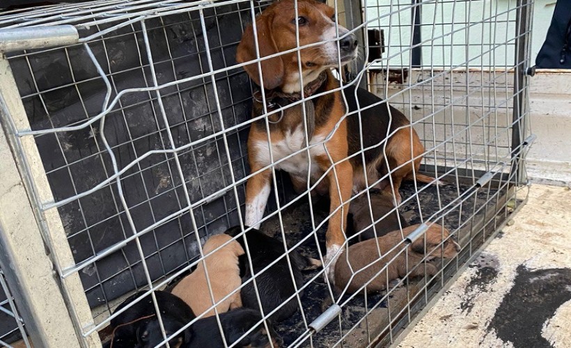 Domaniç’te saldırgan köpek barınağa alındı