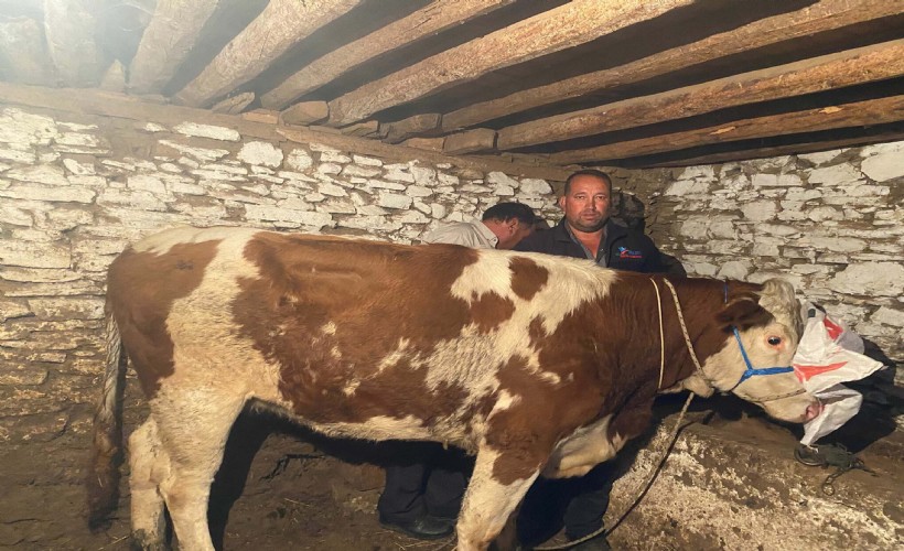 Manisa'da satıldığı çiftlikten kaçan inek, 42 gün sonra Denizli'de bulundu