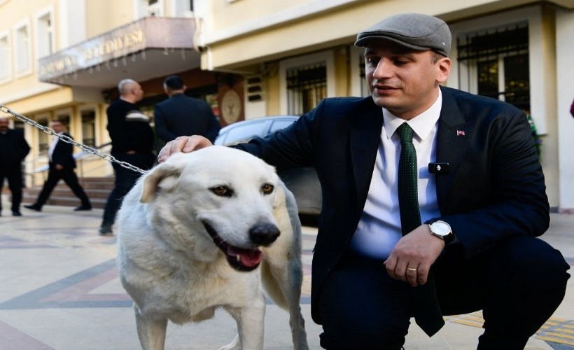 Başkan Eşki uyutmadı sahiplendi: Sokak köpeği 'Paşa’ya sıcak bir yuva