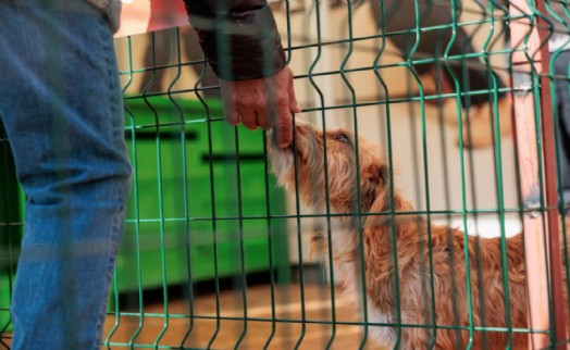 Konak'tan patili dostları sahiplendirme etkinliği: Yeni yıla sıcak yuvalarında girecekler