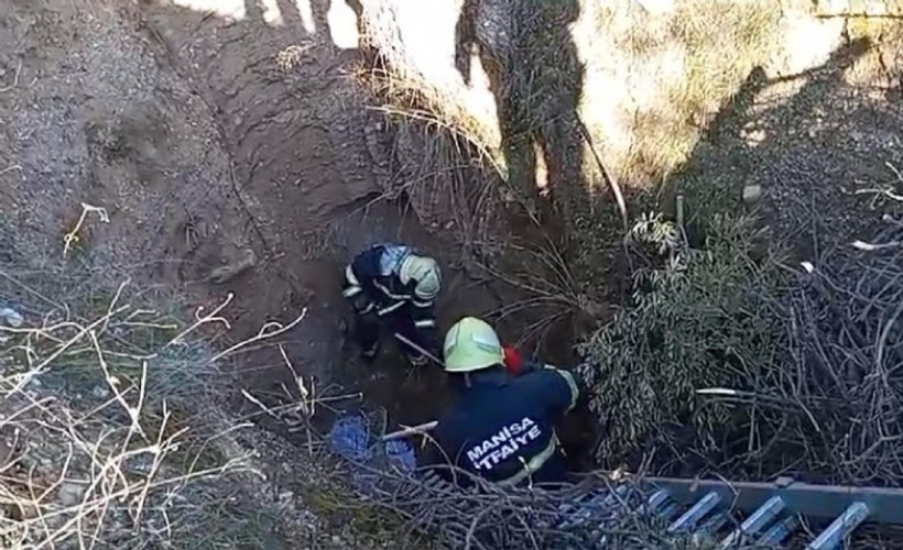 Manisa'da, kuyuya düşen 2 kirpi kurtarıldı