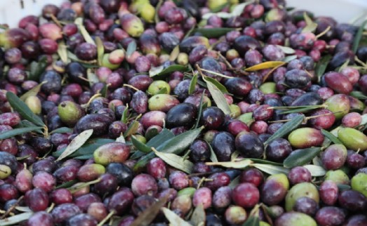 Zeytin ve sanat Urla'da buluşacak